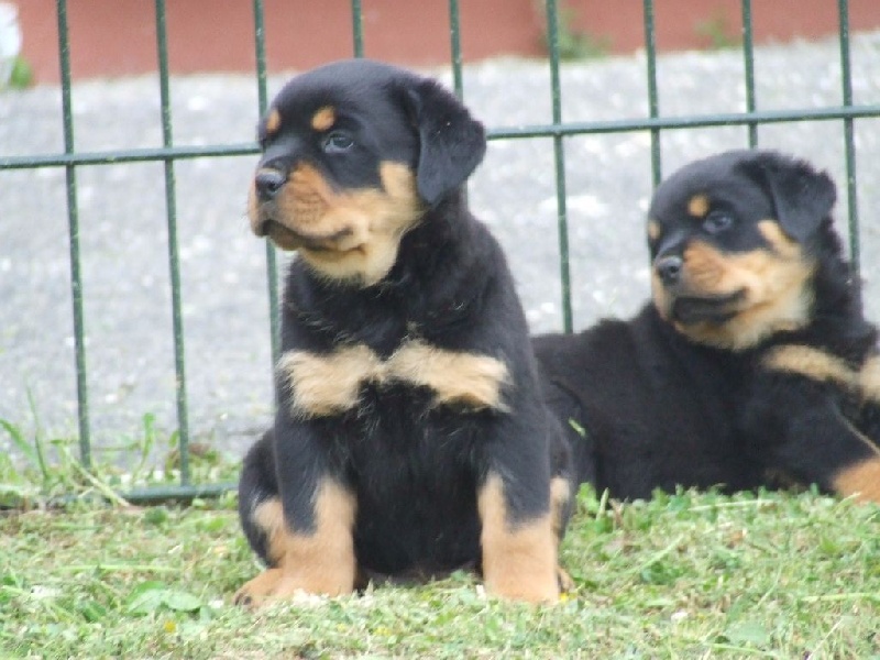 Du Sentier Aux Cèpes - Rottweiler - Portée née le 10/04/2015